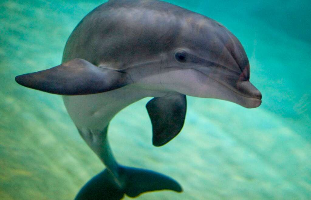 Bottlenose Dolphin