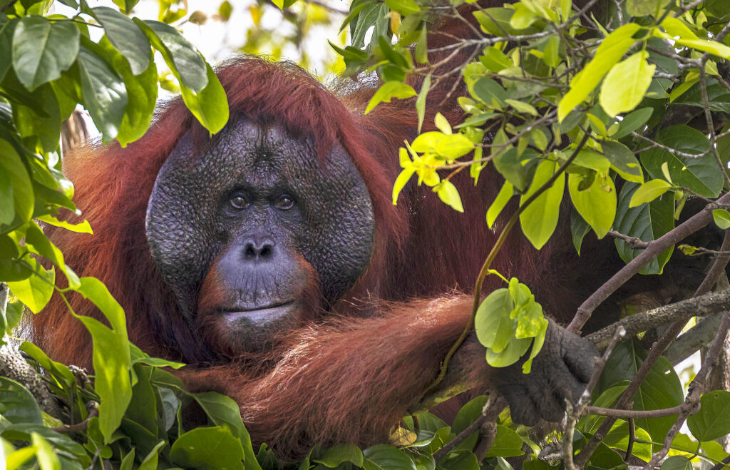 Orangutan